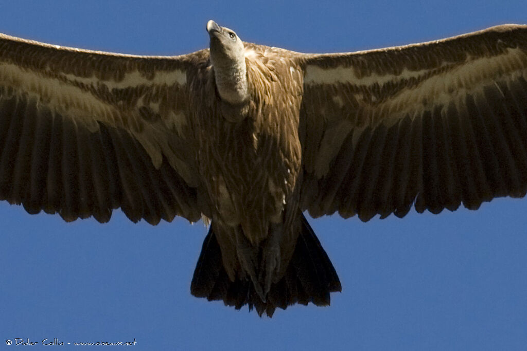 Griffon Vulture, Flight