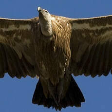 Griffon Vulture