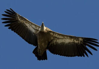 Griffon Vulture