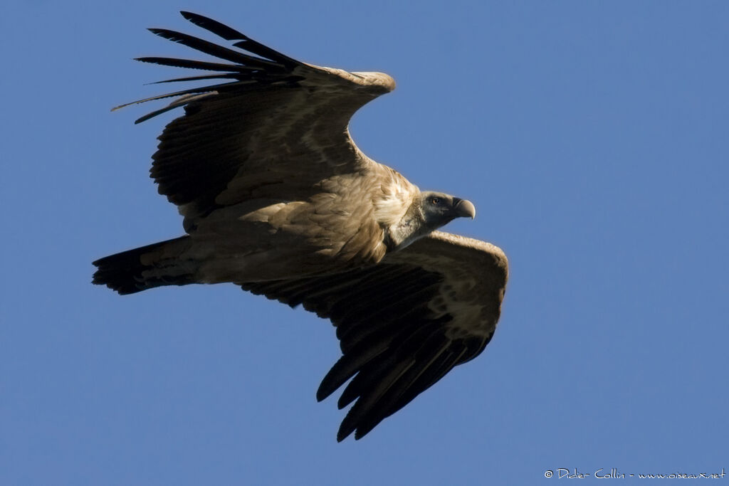 Vautour fauve