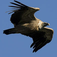 Griffon Vulture