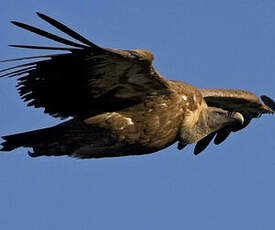 Griffon Vulture