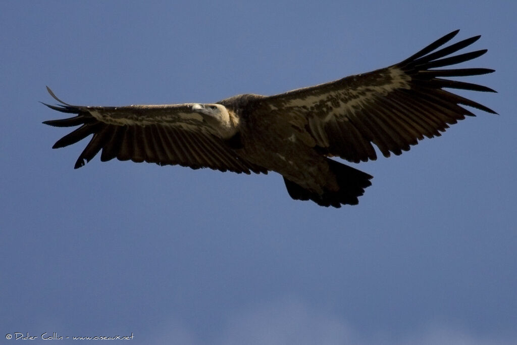 Vautour fauve