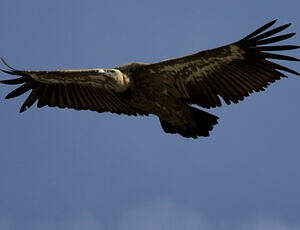 Griffon Vulture