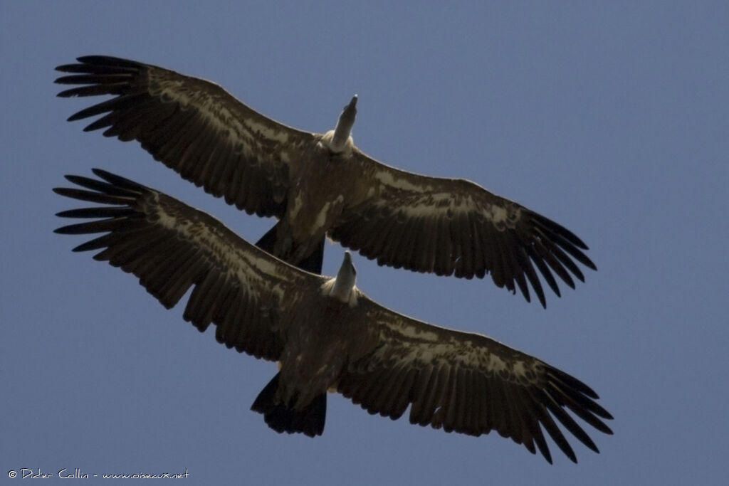 Griffon Vulture