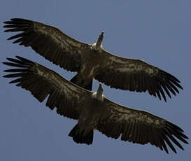 Griffon Vulture