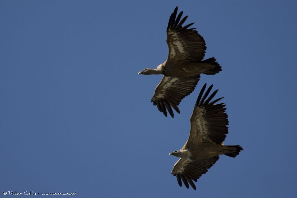 Griffon Vulture