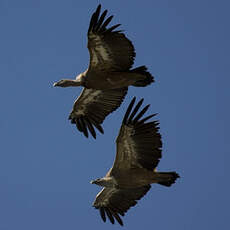 Griffon Vulture