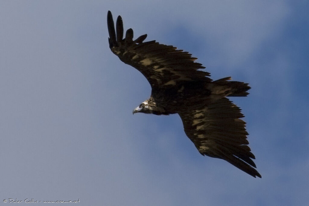 Vautour moine, identification