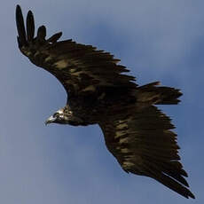 Cinereous Vulture