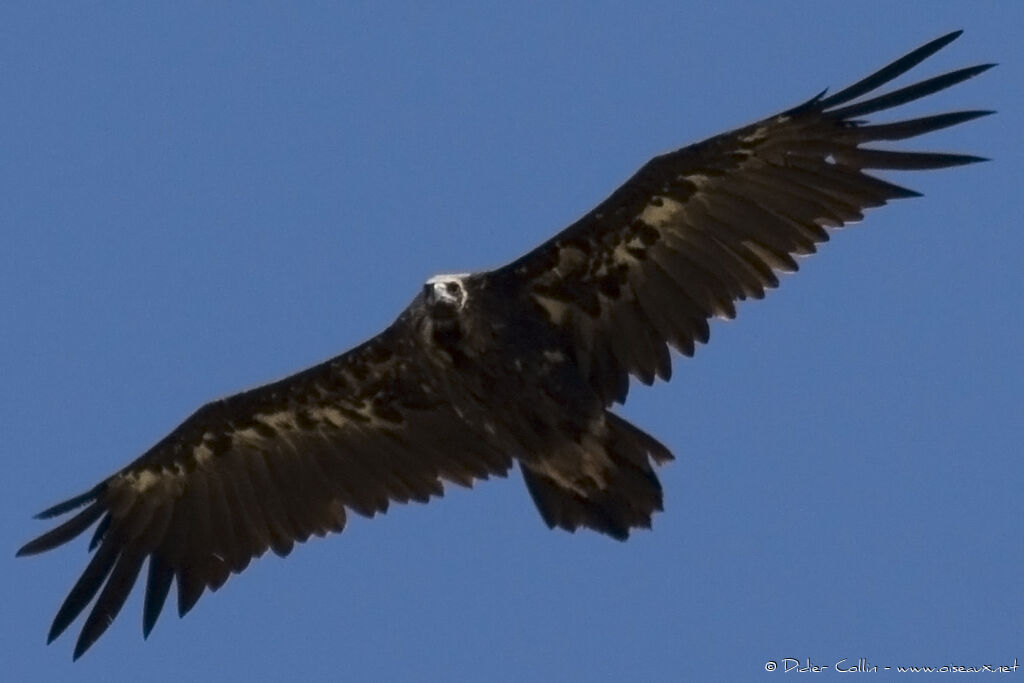 Cinereous Vulture