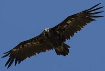 Cinereous Vulture