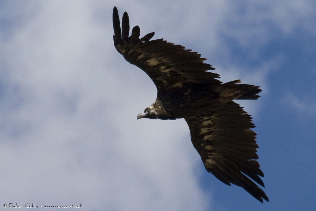 Cinereous Vulture