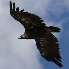 Cinereous Vulture