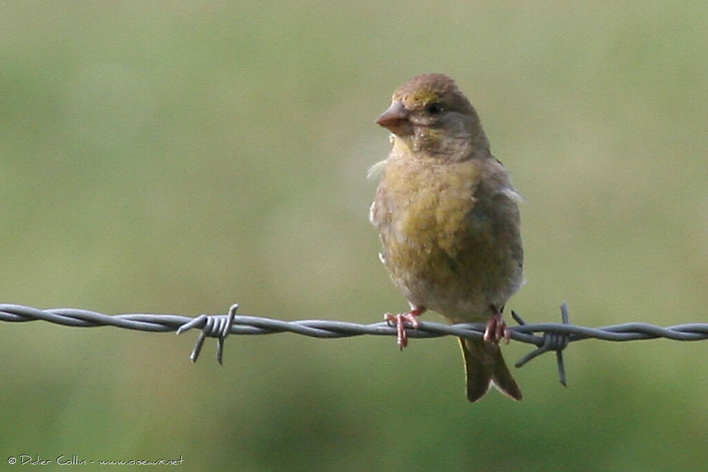 European Greenfinch