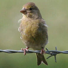 European Greenfinch