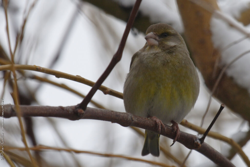 European Greenfinch female