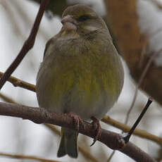 European Greenfinch