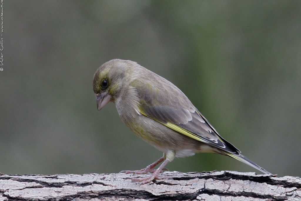 European Greenfinch, identification