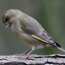 European Greenfinch