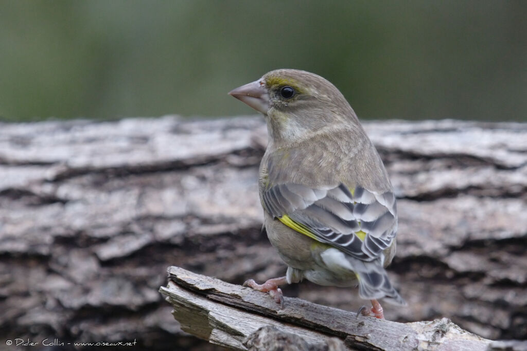 European Greenfinch