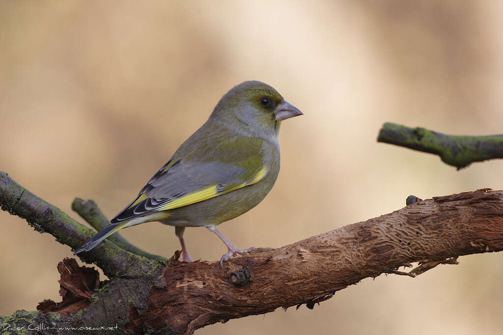 European Greenfinch, identification