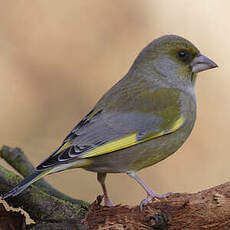 European Greenfinch