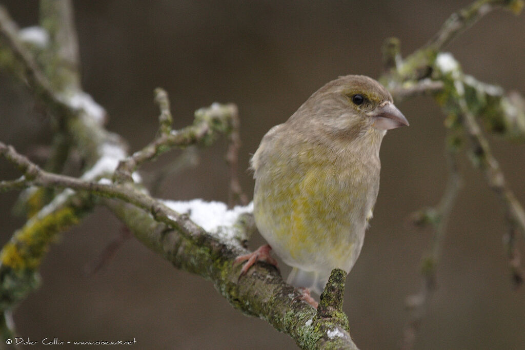 European Greenfinch