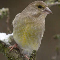 European Greenfinch