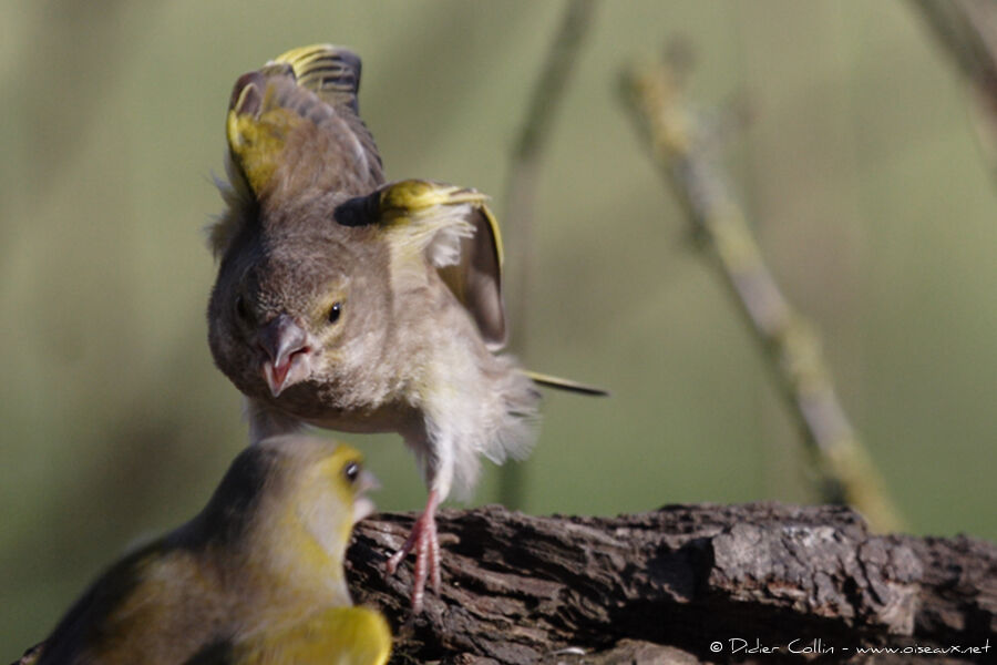 European Greenfinch