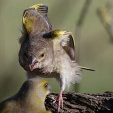 European Greenfinch