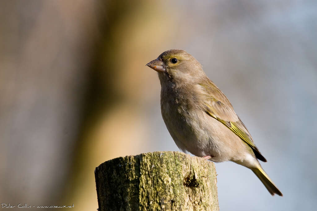 European Greenfinch