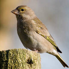 European Greenfinch