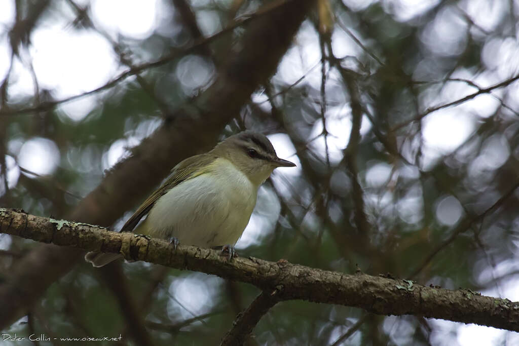 Red-eyed Vireoadult, habitat, pigmentation