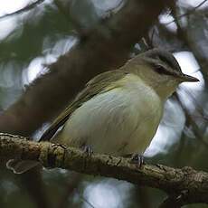 Red-eyed Vireo