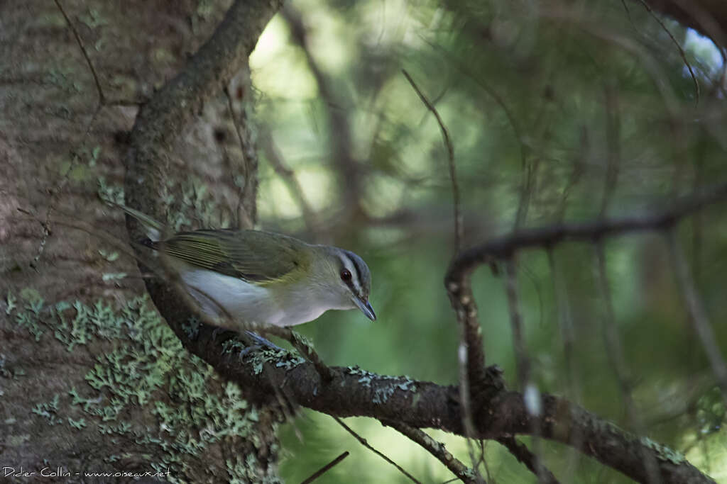 Red-eyed Vireoadult, habitat, pigmentation