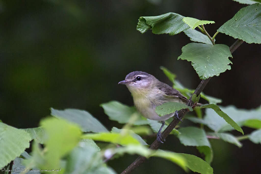 Philadelphia Vireoadult, close-up portrait