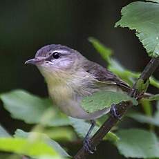 Philadelphia Vireo