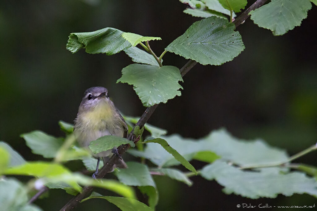 Philadelphia Vireoadult, identification