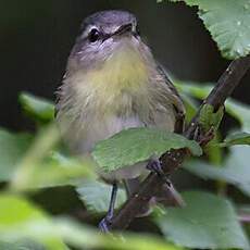 Philadelphia Vireo