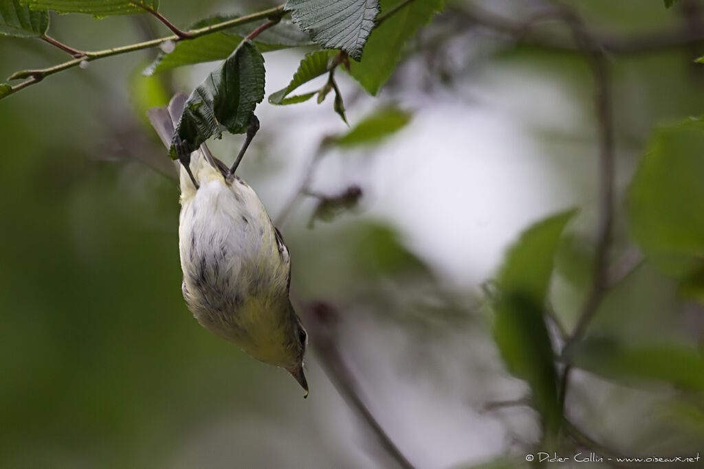 Philadelphia Vireoadult, identification