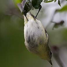 Philadelphia Vireo