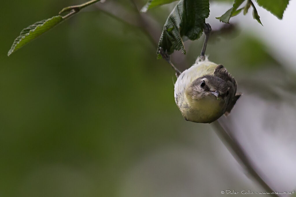 Philadelphia Vireoadult, identification