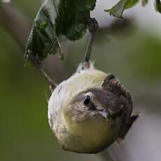 Philadelphia Vireo