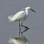 Aigrette garzette