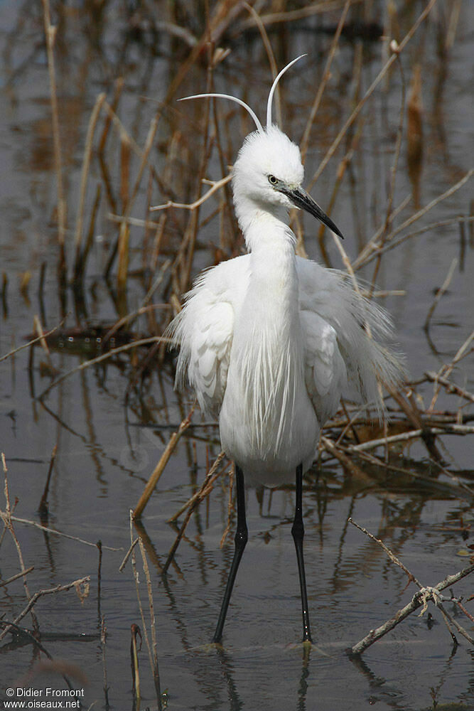 Aigrette garzette