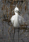 Aigrette garzette