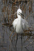 Aigrette garzette