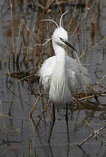 Aigrette garzette