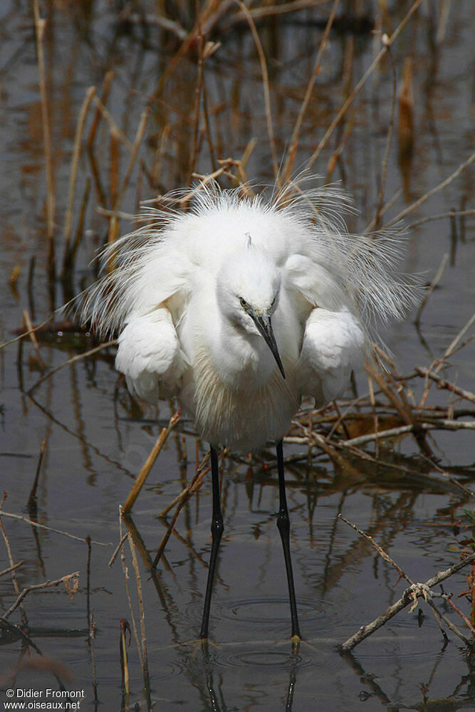 Aigrette garzette